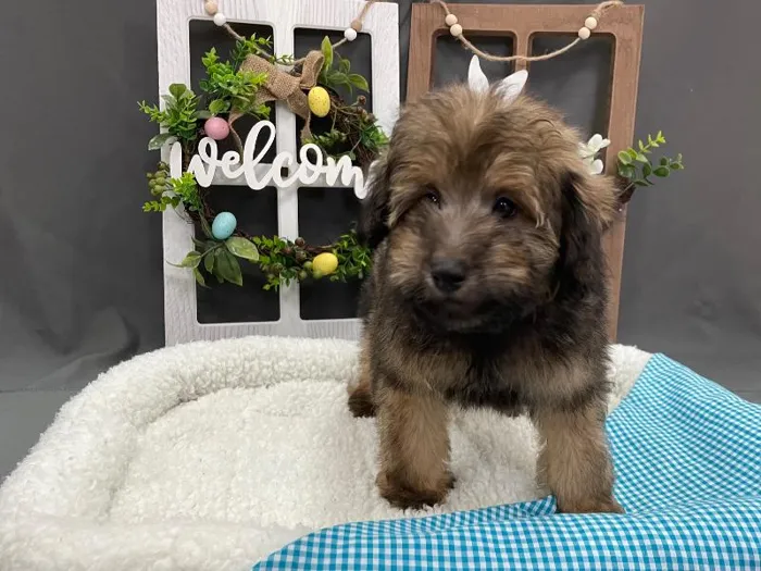 Sheltie-Mini Poodle image