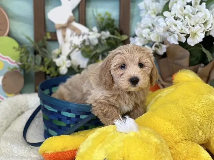 Male Bichon Poo Puppy for Sale in Winchester, VA