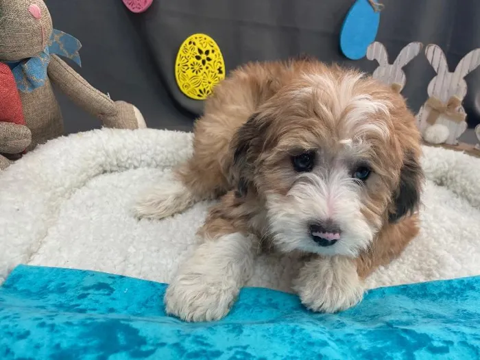 Male Aussidoodle Puppy for sale