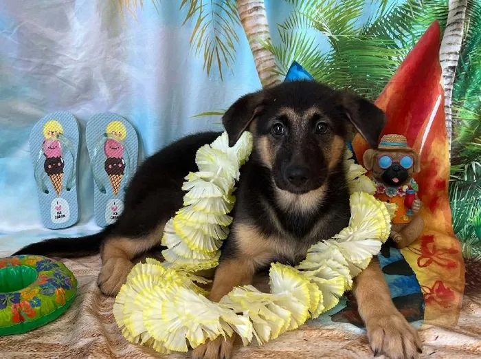 German Shepherd-Norwegian Elkhound image