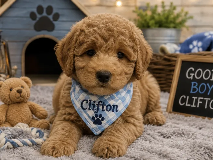 Male Mini Poodle-Cavachon Puppy for Sale in Winchester, VA image