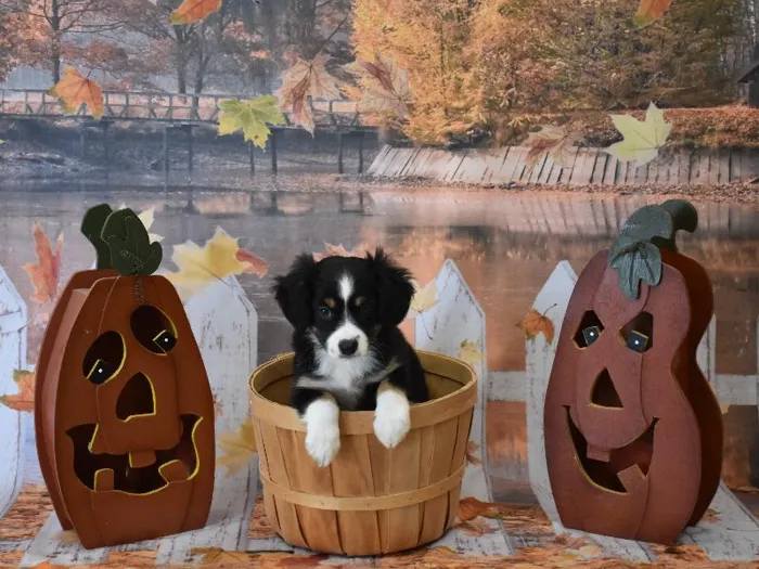 Female Miniature Australian Shepherd Puppy for Sale in Winchester, VA image