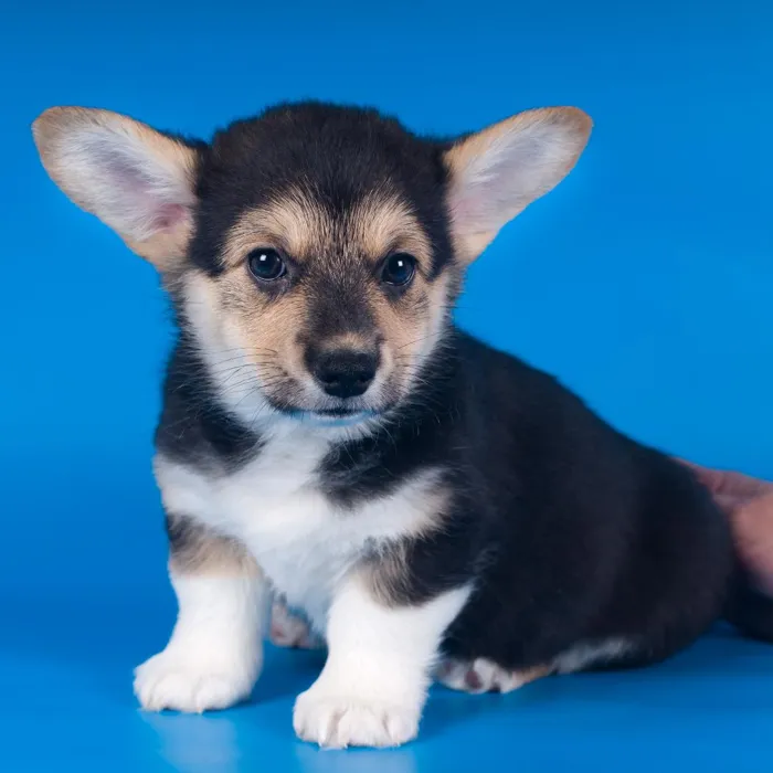 Pembroke Welsh Corgi Puppies for Sale image