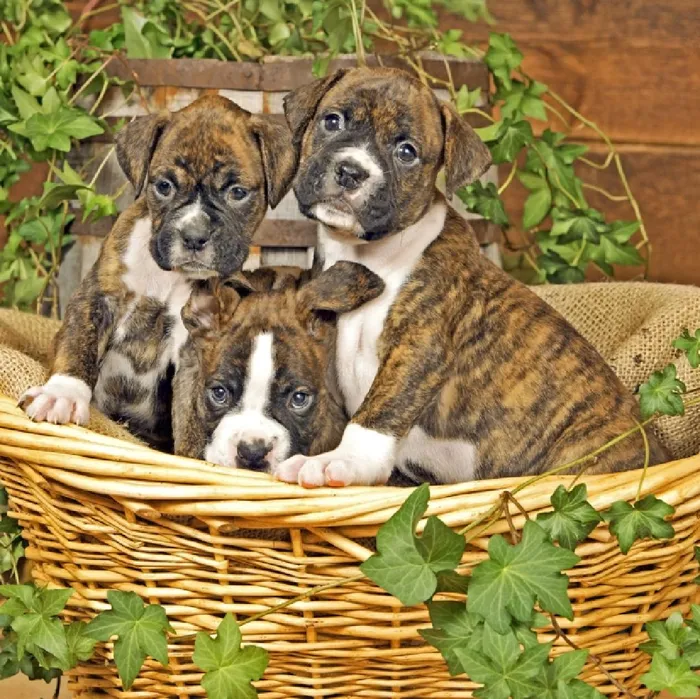 Boxer Puppies for Sale image