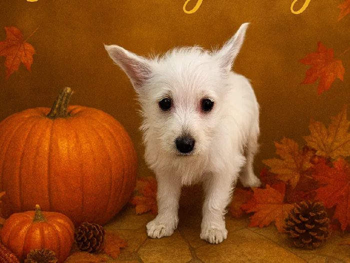 West Highland Terrier image