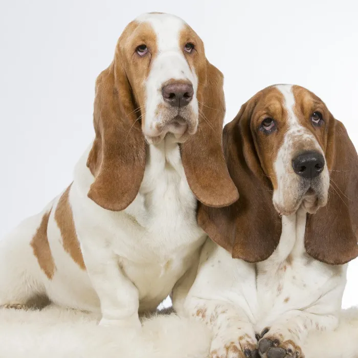 Basset Hound Puppies for Sale image