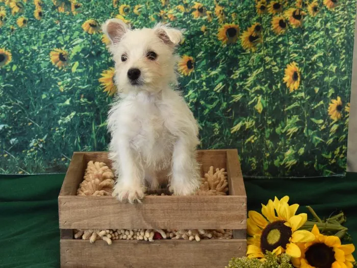 Female West Highland Terrier Puppy for Sale in Winchester, VA