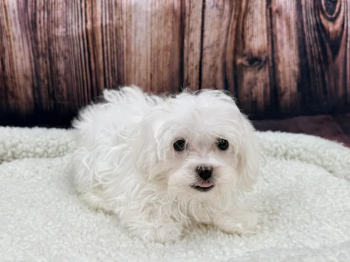Female Maltese-Shipoo Puppy for Sale in Winchester, VA