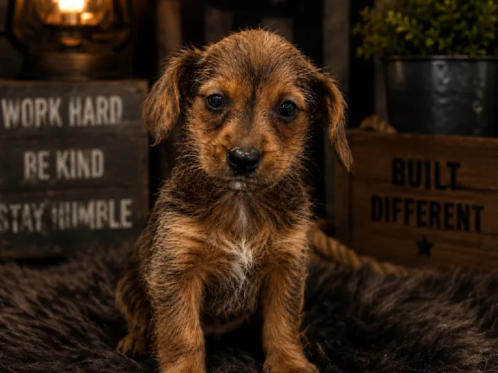Male Yorkie-Jack Russell Terrier Puppy for Sale in Winchester, VA image