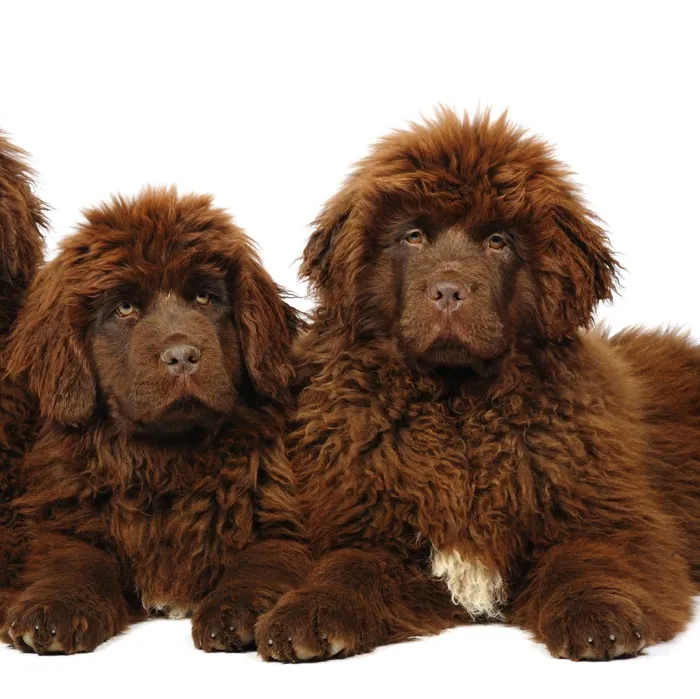 Newfoundland Puppies for Sale image