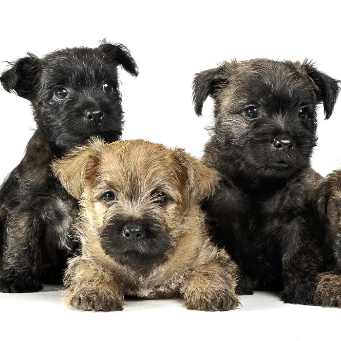 Cairn Terrier Puppies for Sale image