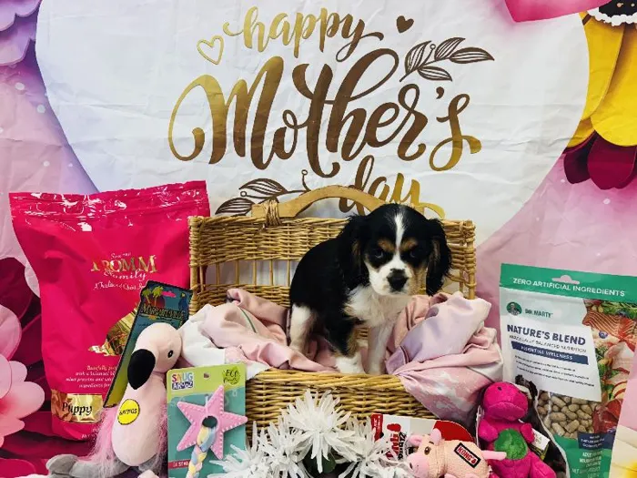 Female Cockalier (Cocker/Cavalier) Puppy for Sale in Winchester, VA image