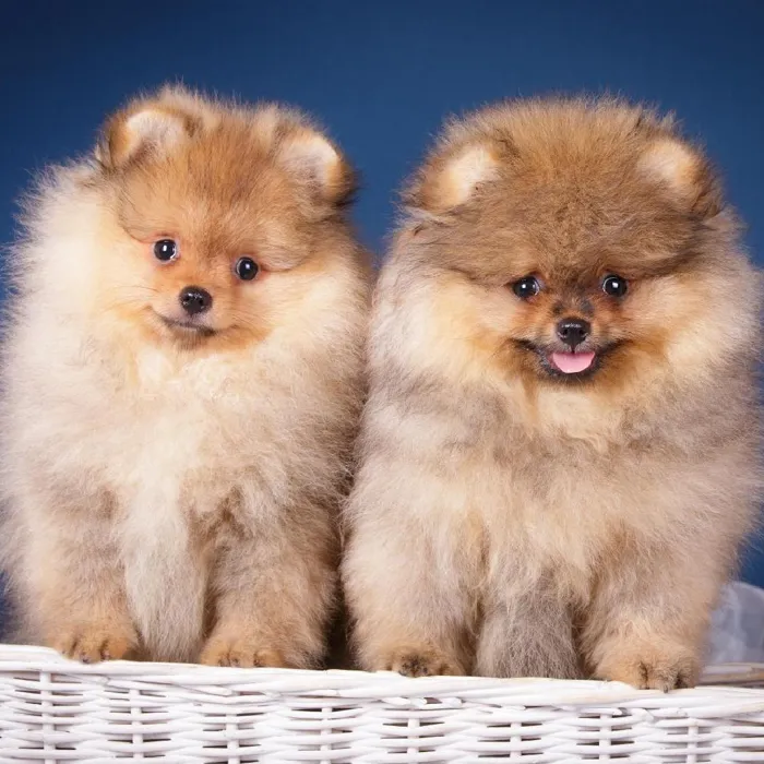 Pomeranian Puppies for Sale image