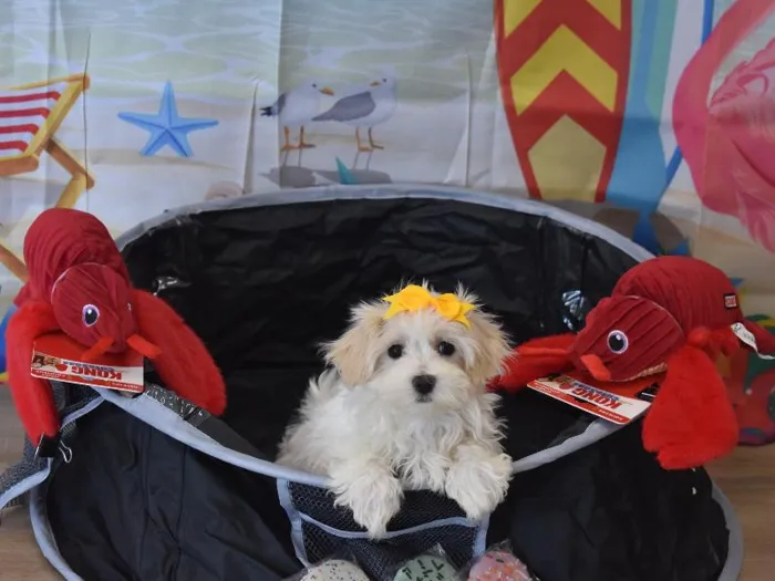 Female Havamalt Puppy for Sale in Winchester, VA image