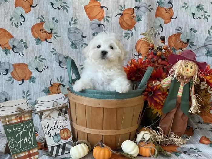 Male Maltichon Puppy for Sale in Winchester, VA