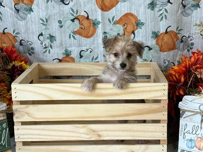 Male Yochon Puppy for Sale in Winchester, VA