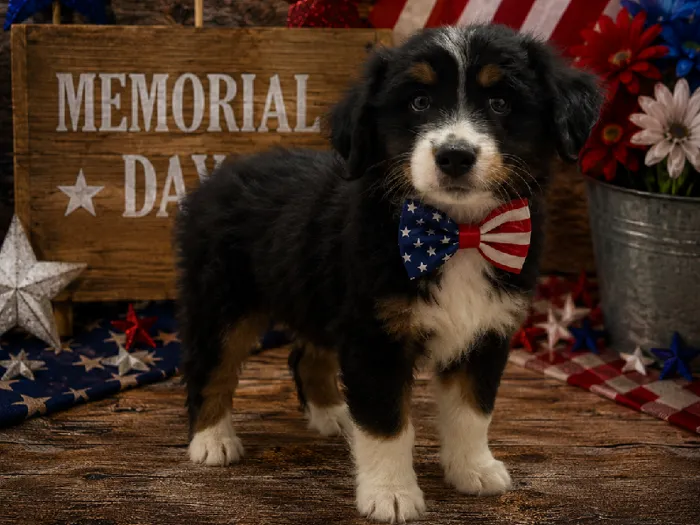 Male Miniature Australian Shepherd puppy named Tango for sale at Puppy City Harrisonburg.