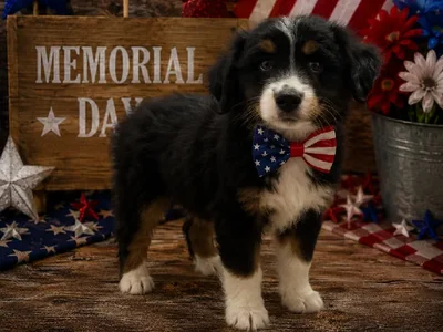 Male Miniature Australian Shepherd puppy named Tango for sale at Puppy City Harrisonburg.