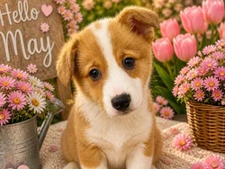 Male Pembroke Welsh Corgi puppy named Hammy for sale at Puppy City Winchester.
