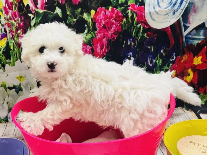 Male Maltichon Puppy for Sale in Winchester, VA