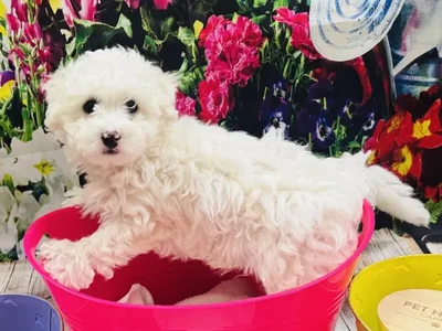 Male Maltichon Puppy for Sale in Winchester, VA