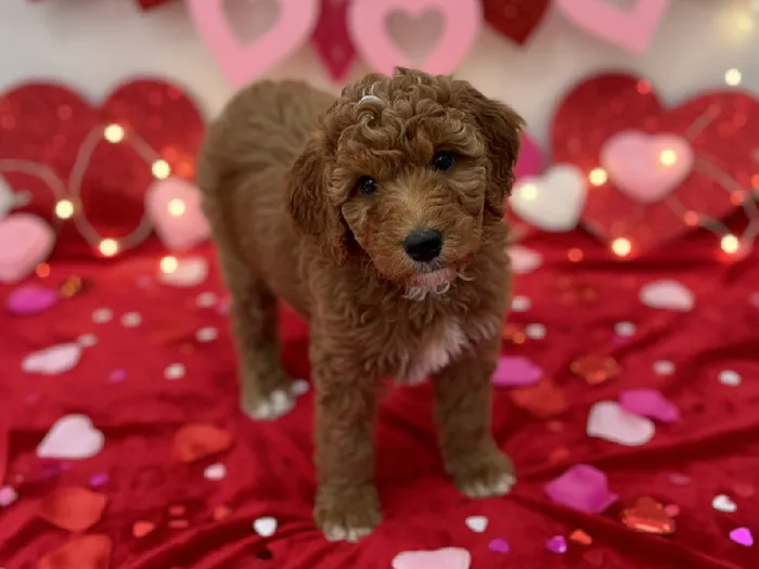 Female Aussidoodle Puppy for Sale in Winchester, VA