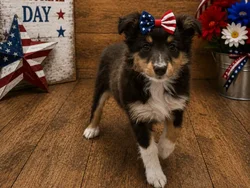 Female Sheltie puppy named Petty for sale at Puppy City Harrisonburg.