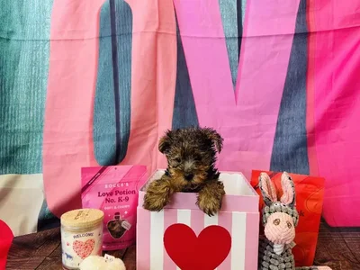 Male Yorkie Puppy for Sale in Winchester, VA