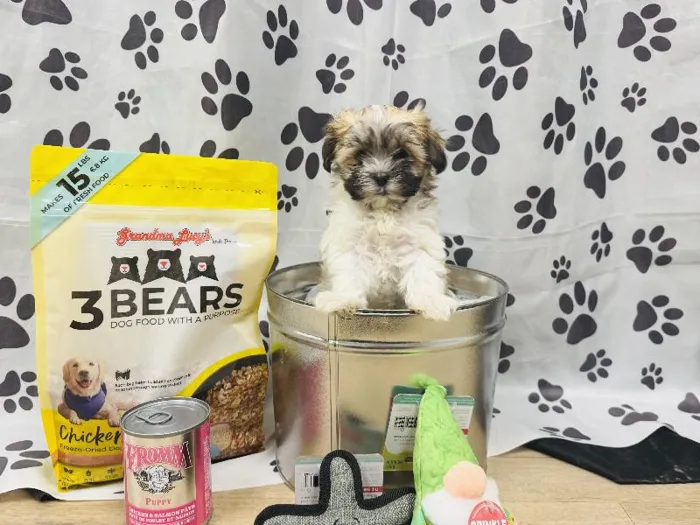 Male Malshi Puppy for Sale in Winchester, VA