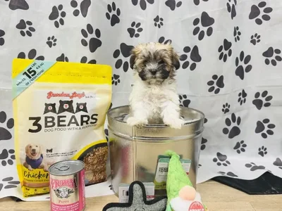 Male Malshi Puppy for Sale in Winchester, VA