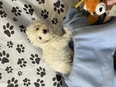 Male Bichon Puppy for Sale in Winchester, VA