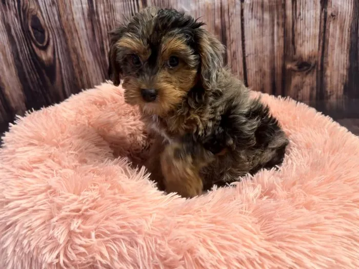 Male Yorkie-Poo puppy named Truffle for sale at Puppy City Winchester.