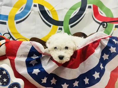 Male Bichon Puppy for Sale in Harrisonburg, VA