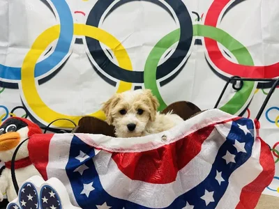 Male Cavachon Puppy for Sale in Winchester, VA