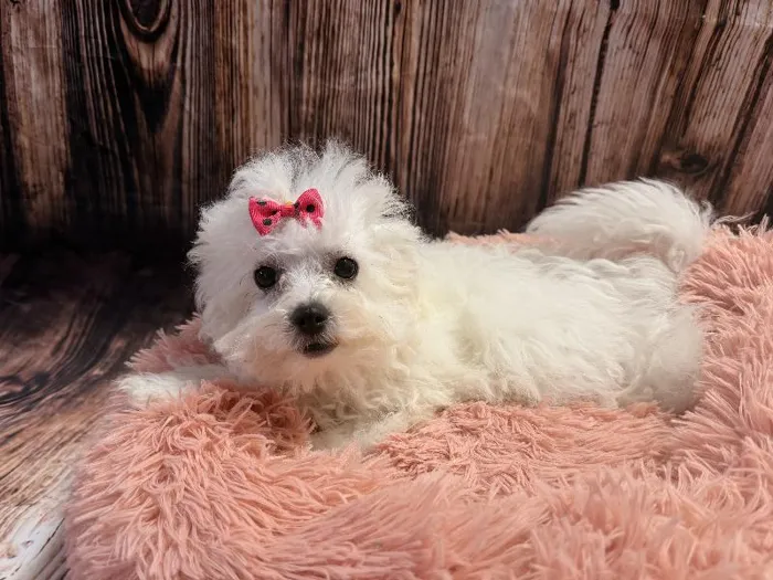 Female Bichon puppy named Milly for sale at Puppy City Winchester.