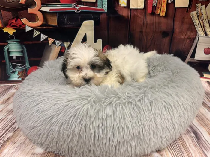 Male Teddy Bear puppy named Larry for sale at Puppy City Winchester.