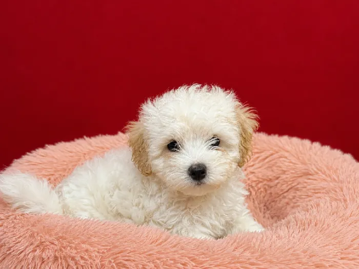 Male Maltipoo puppy named Jax for sale at Puppy City Winchester.