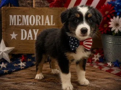 Male Miniature Australian Shepherd puppy named Oliver for sale at Puppy City Winchester.