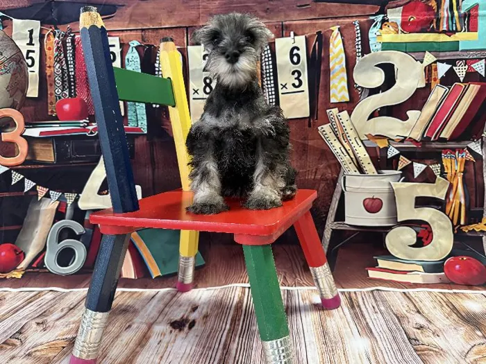 Female Mini Schnauzer puppy named Chanel for sale at Puppy City Winchester.