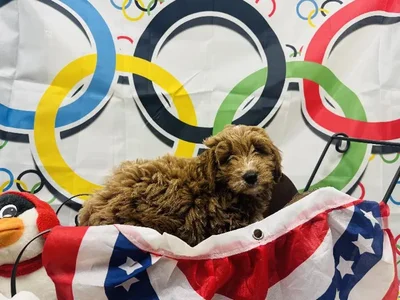 Female Miniature Goldendoodle Puppy for Sale in Harrisonburg, VA