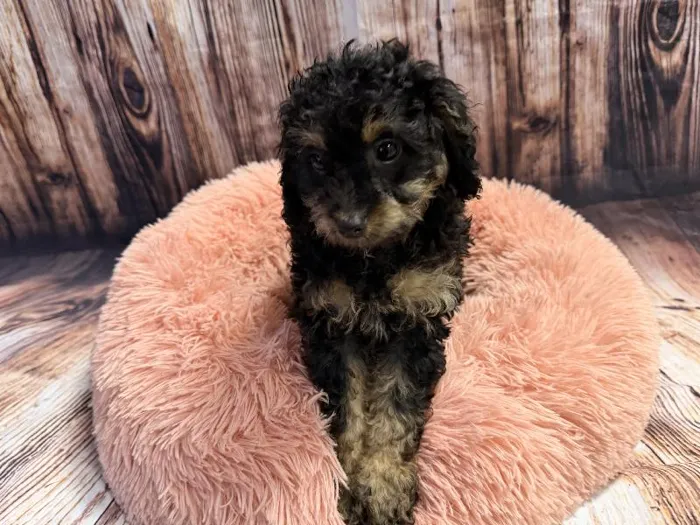 Male Mini Poodle puppy named Buttons for sale at Puppy City Winchester.