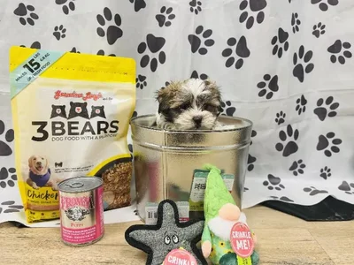 Male Malshi Puppy for Sale in Winchester, VA