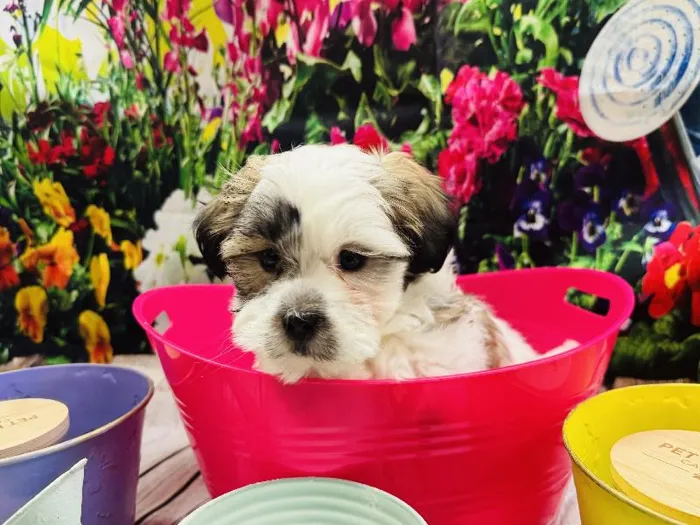 Male Malshi Puppy for Sale in Winchester, VA