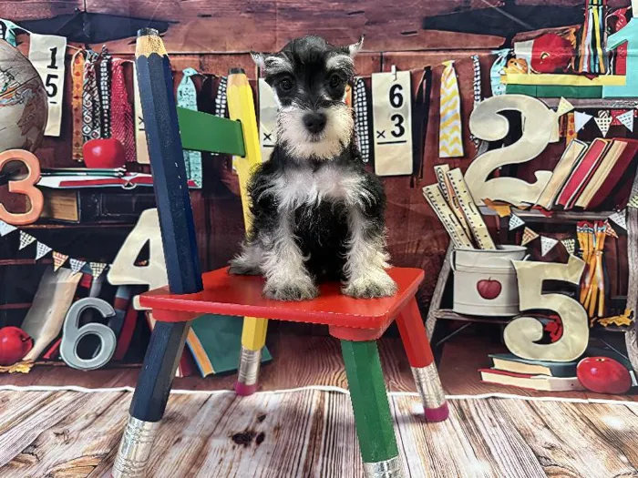 Male Mini Schnauzer puppy named Louie for sale at Puppy City Winchester.