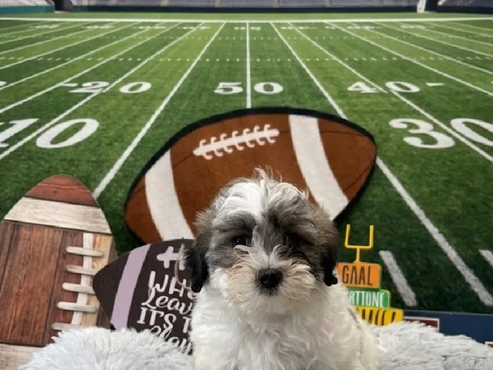 Male Bichon-Poo puppy named Johnny for sale at Puppy City Harrisonburg.