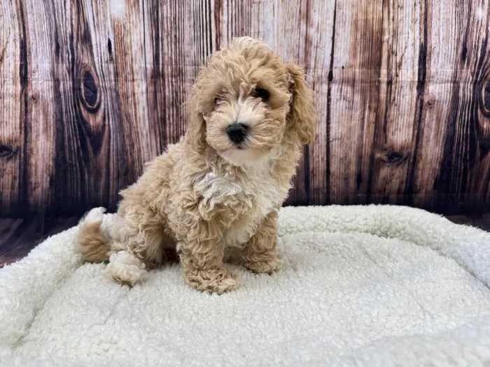 Female Bichon Poo puppy named Flopsy for sale at Puppy City Winchester.