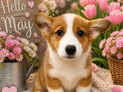 Female Pembroke Welsh Corgi puppy named Olivia for sale at Puppy City Winchester.