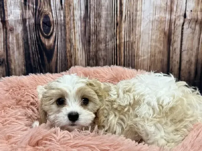 Male Cavachon puppy named Toby for sale at Puppy City Winchester.