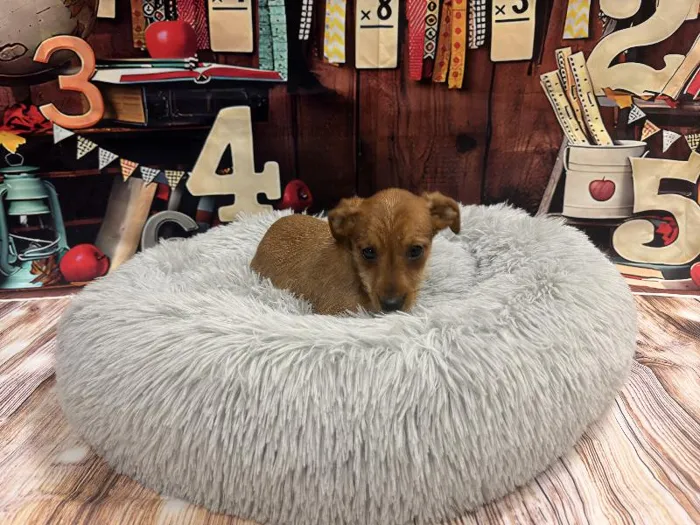 Male Yorkie-Jack Russell Terrier puppy named Rosco for sale at Puppy City Winchester.
