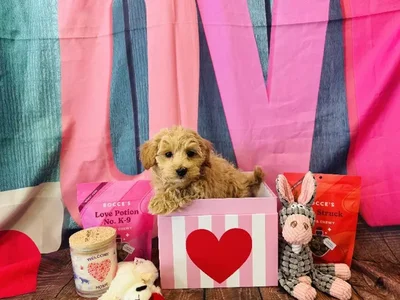 Male Maltipoo Puppy for Sale in Winchester, VA